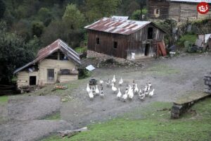 این خوردنی ناجی مغز انسان است