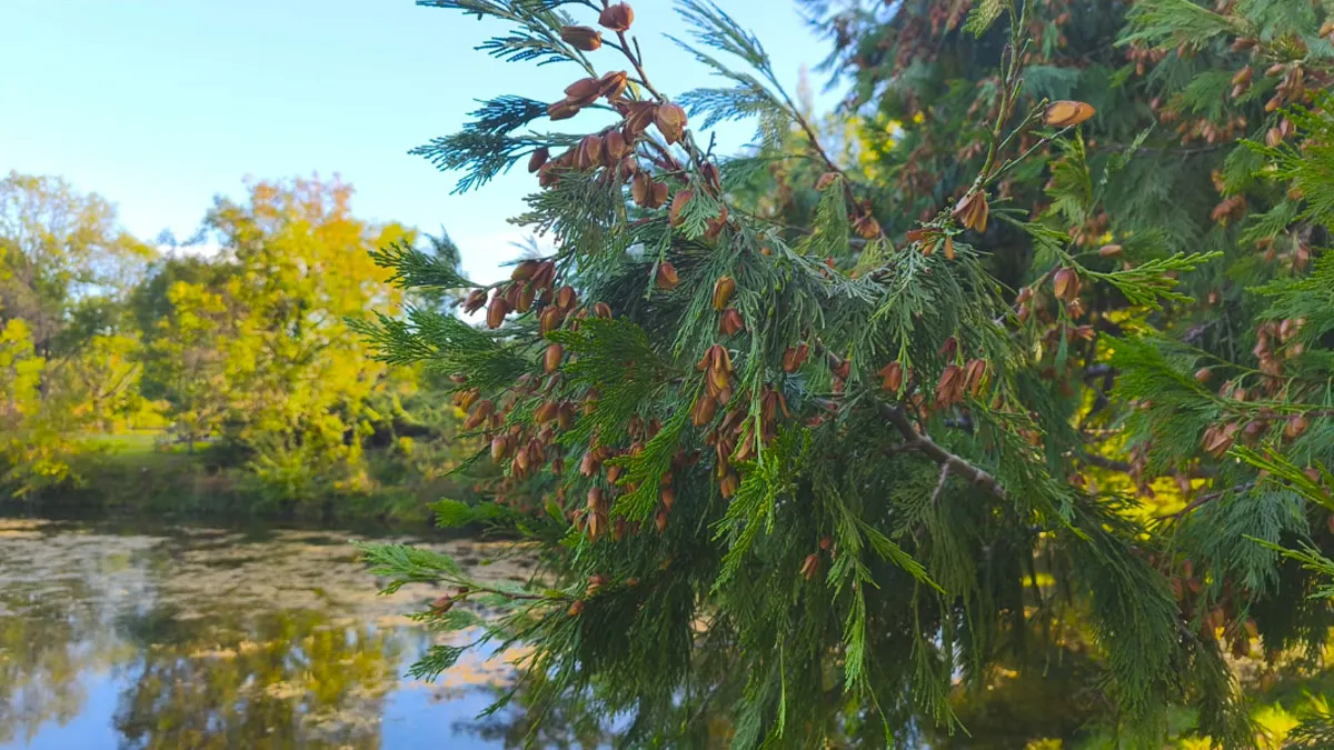 بررسی دوربین گوشی شیائومی 14T