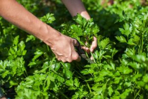 (تصاویر) روستای سنگان کجاست؟ بهشت کوهستانی در یک قدمی تهران